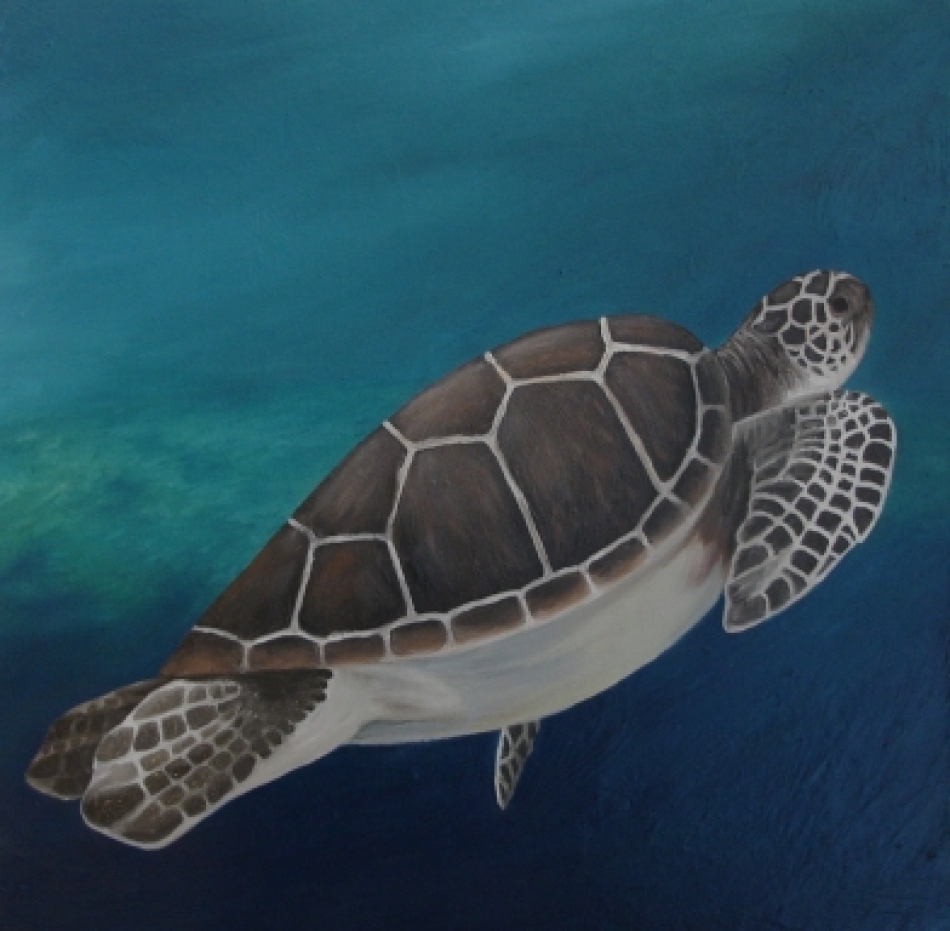 jdl_copyright_2007_sea_turtle.jpg