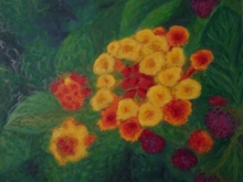Lantana 